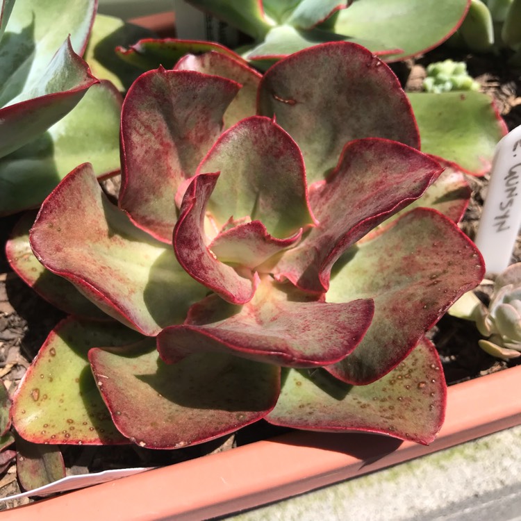 plant image 894372 plant image 894372