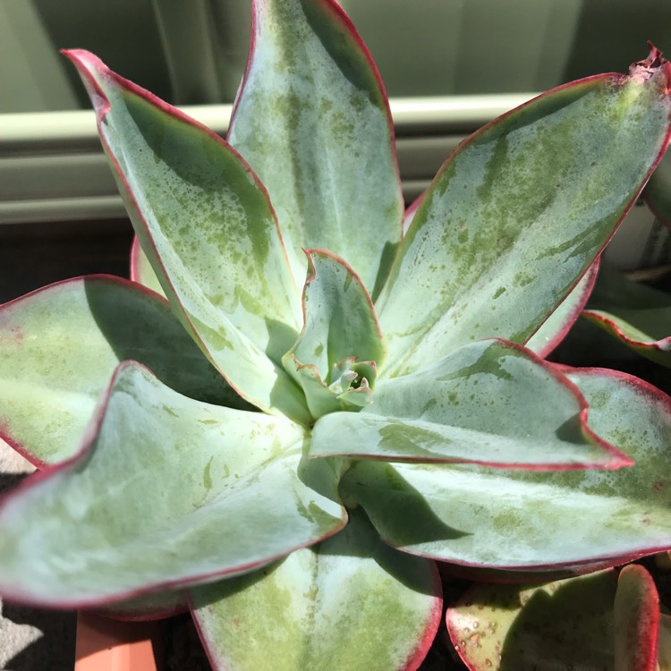 plant image 894374 plant image 894374