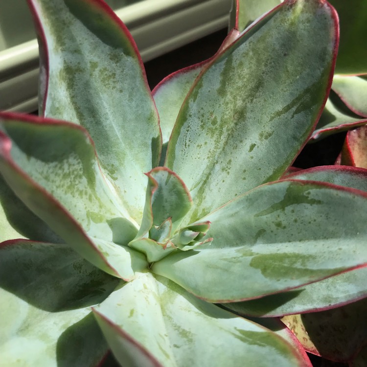 plant image 894375 plant image 894375