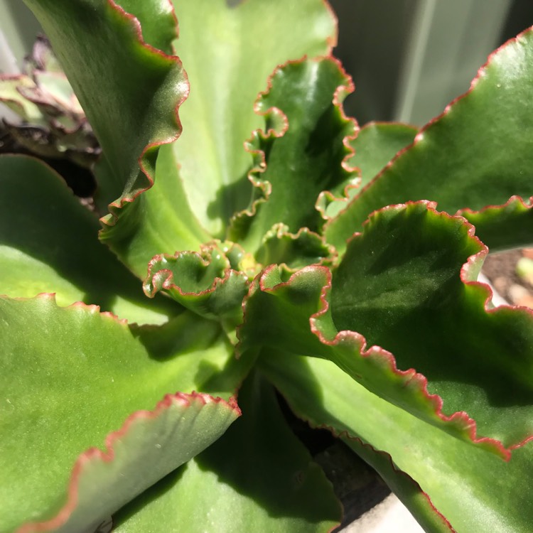 plant image 894378 plant image 894378