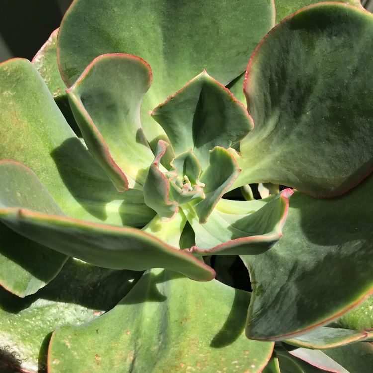 plant image 894382