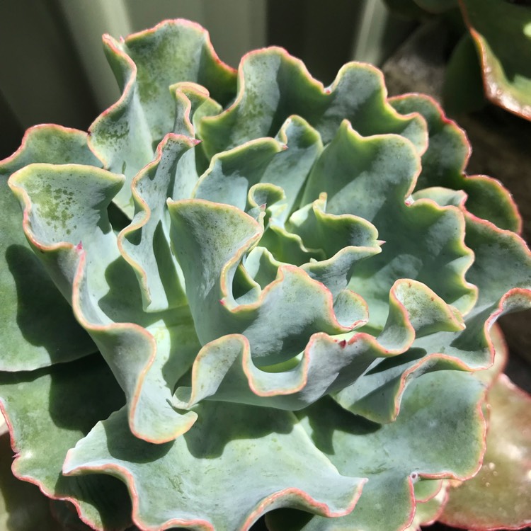 plant image 894386 plant image 894386