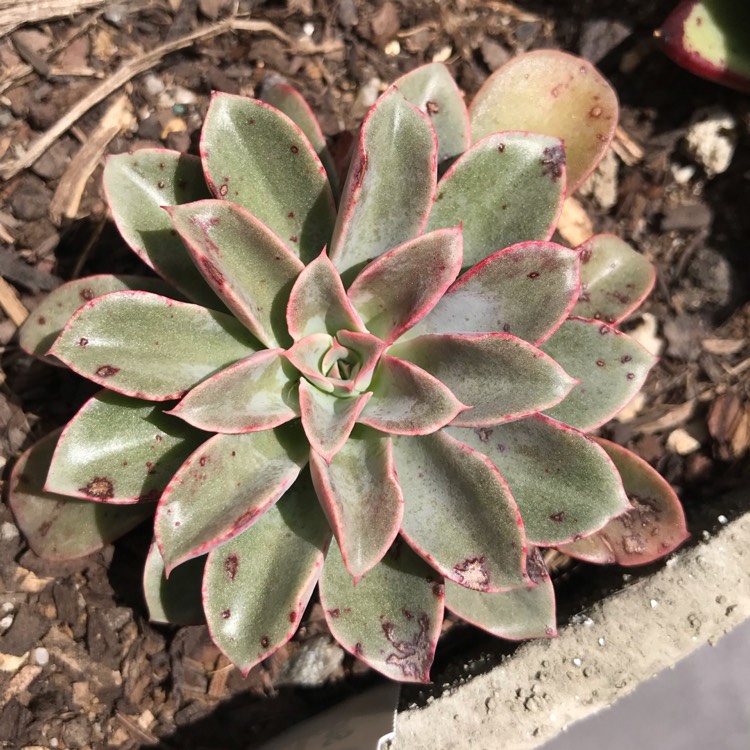 plant image 894387 plant image 894387