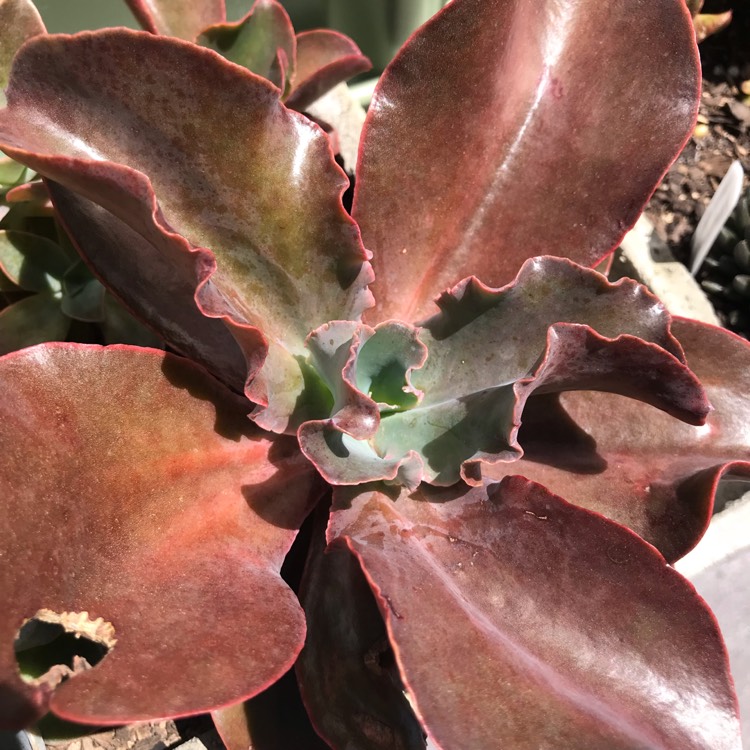 plant image 894390