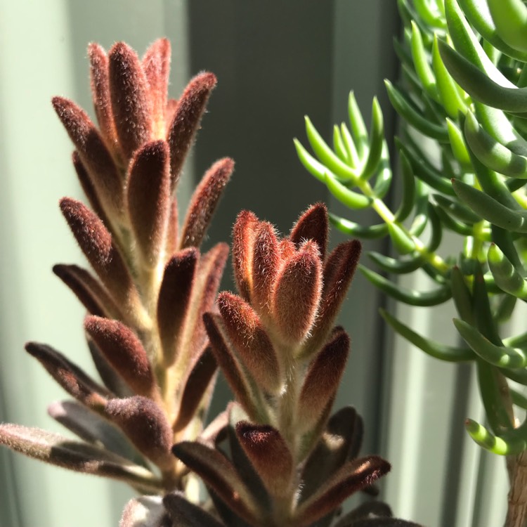 plant image 894403