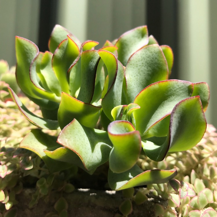 plant image 894411 plant image 894411