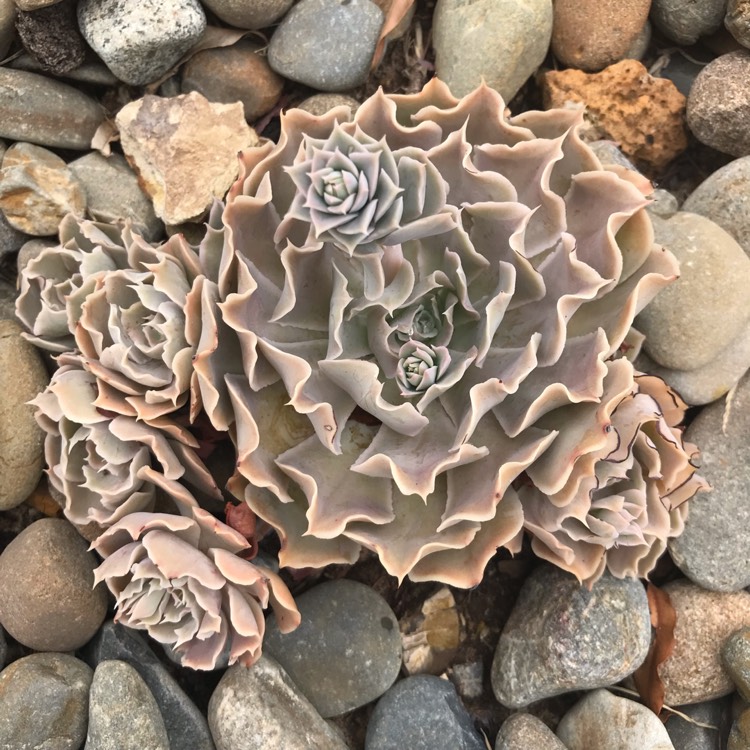 plant image 894484