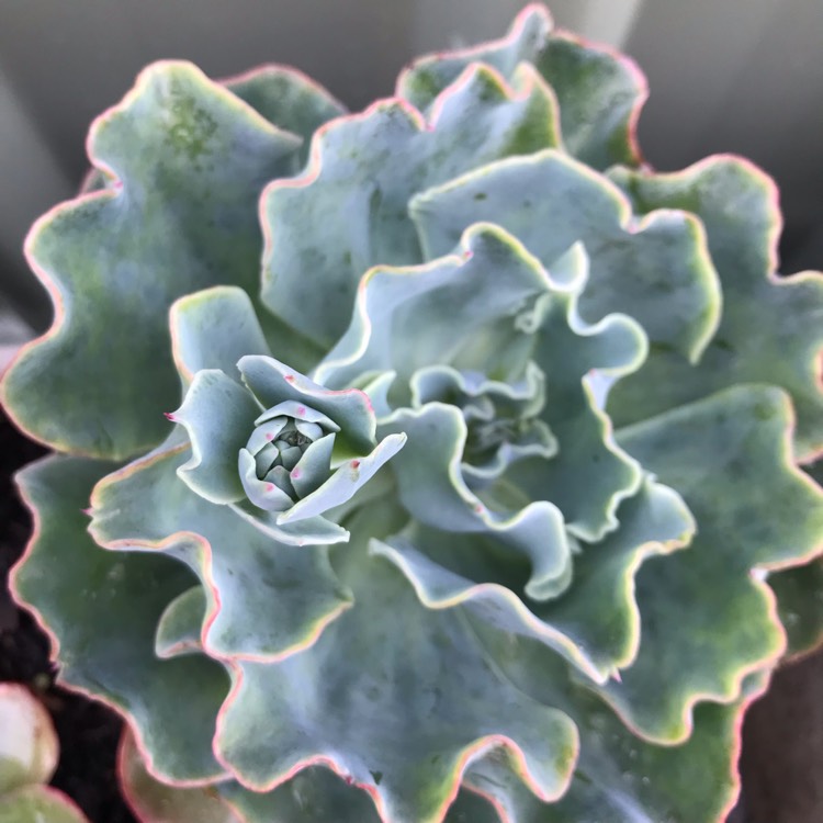 plant image 899099 plant image 899099