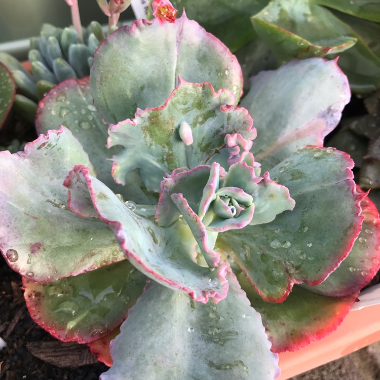 Plant image Echeveria Socialite