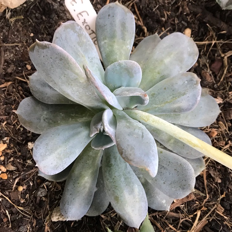 plant image 916317