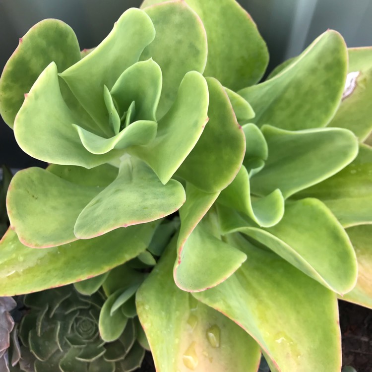 plant image 927734 plant image 927734