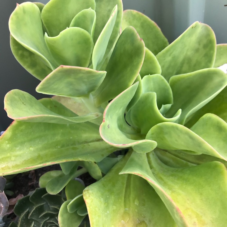 plant image 927735 plant image 927735
