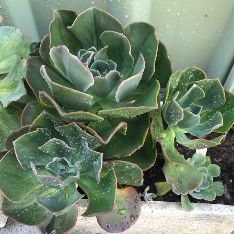plant image 927750