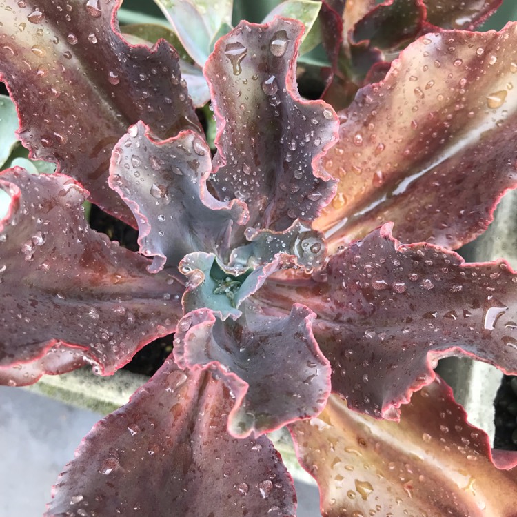 plant image 927762