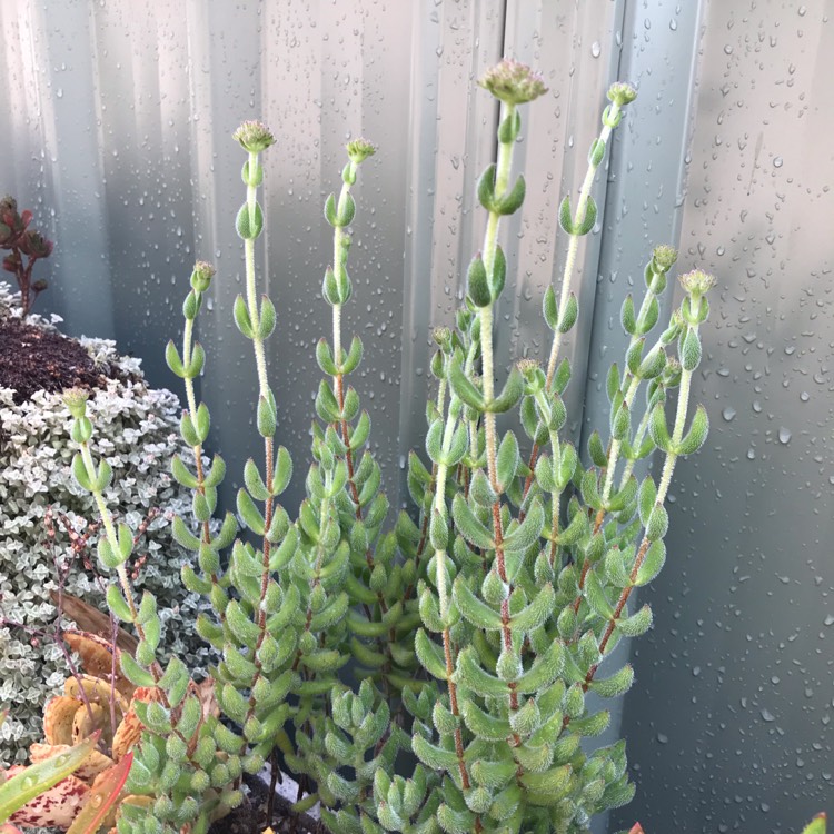 plant image 927819
