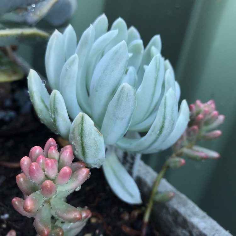 Plant image x Pachyveria Scheideckeri