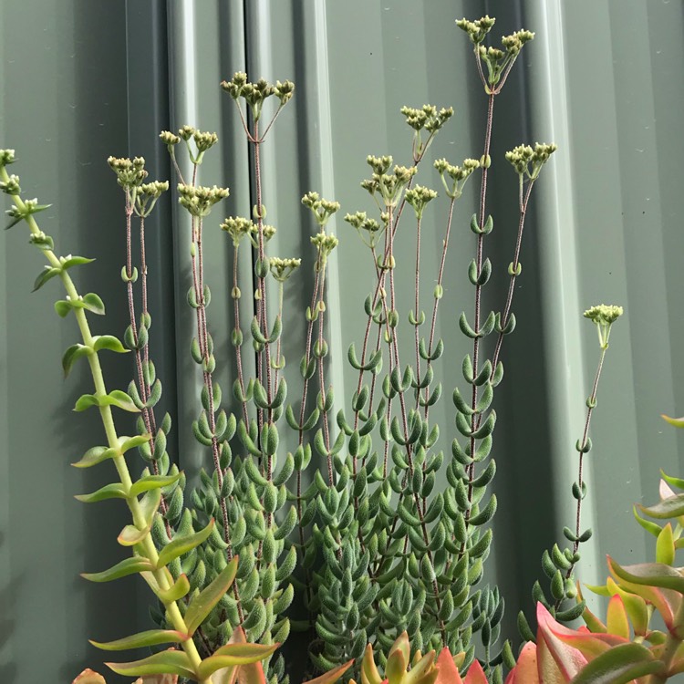plant image 973911
