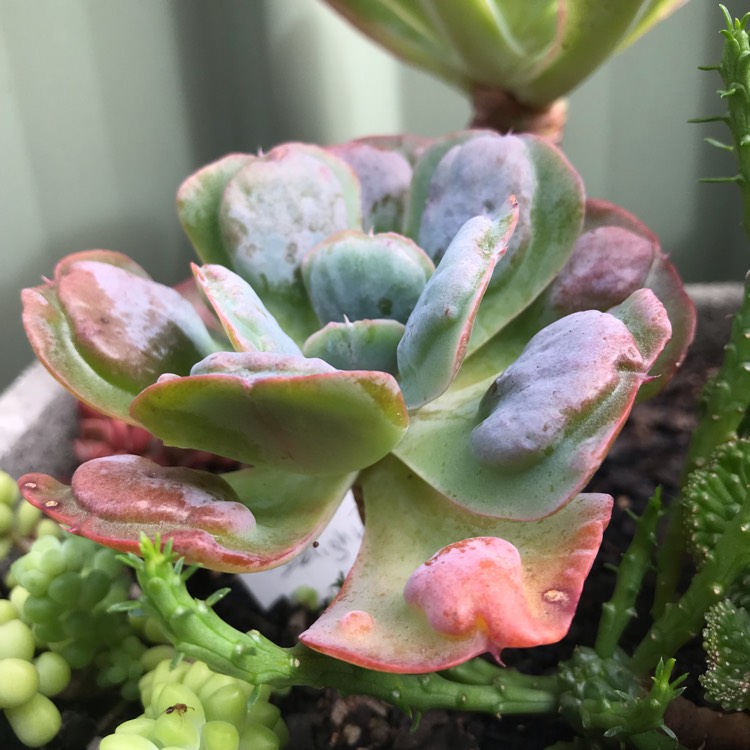 Plant image Echeveria Heart's Delight