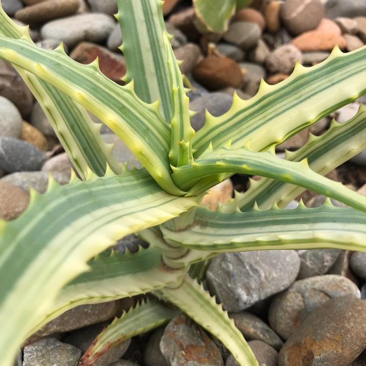 plant image 995213