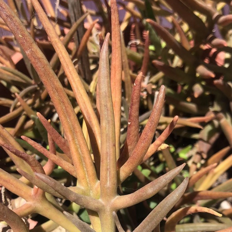 Plant image Senecio 'Elk Horns'