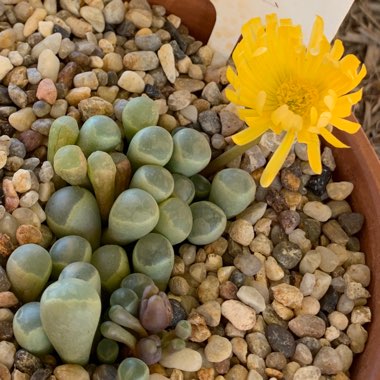 Fenestraria aurantiaca