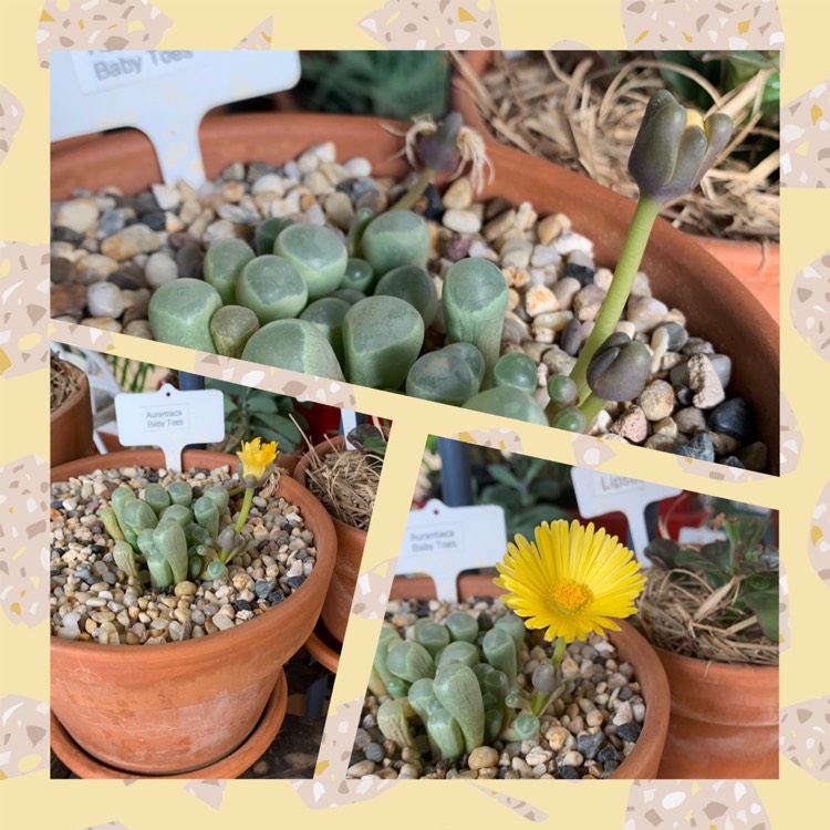 plant image 1017262