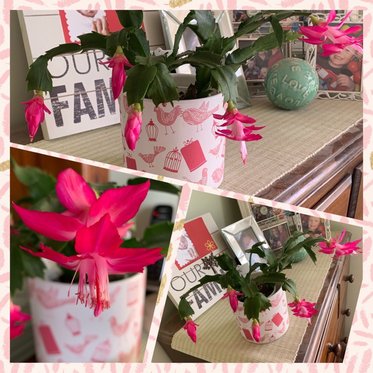 Plant image Schlumbergera Sterling