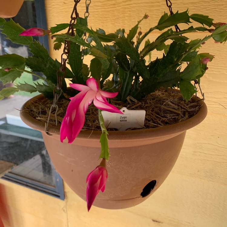 Plant image Schlumbergera truncata Millie