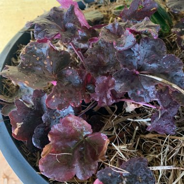 Heuchera 'Midnight Rose'