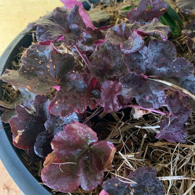 plant image 1077216