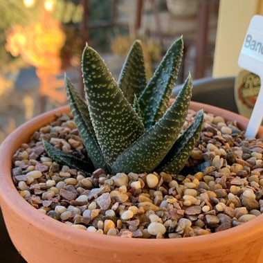 x Gasterhaworthia Banded Pearls