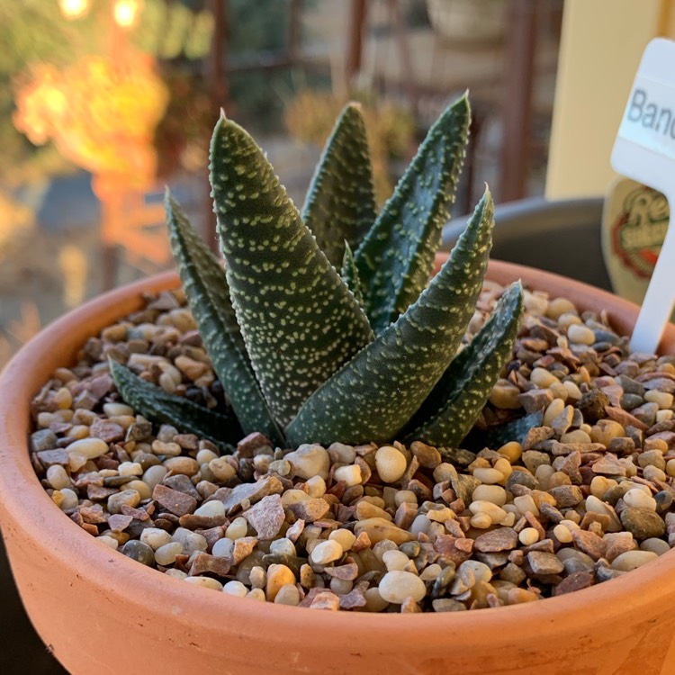 Plant image x Gasterhaworthia Banded Pearls