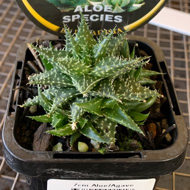 Aloe Zanzibarica