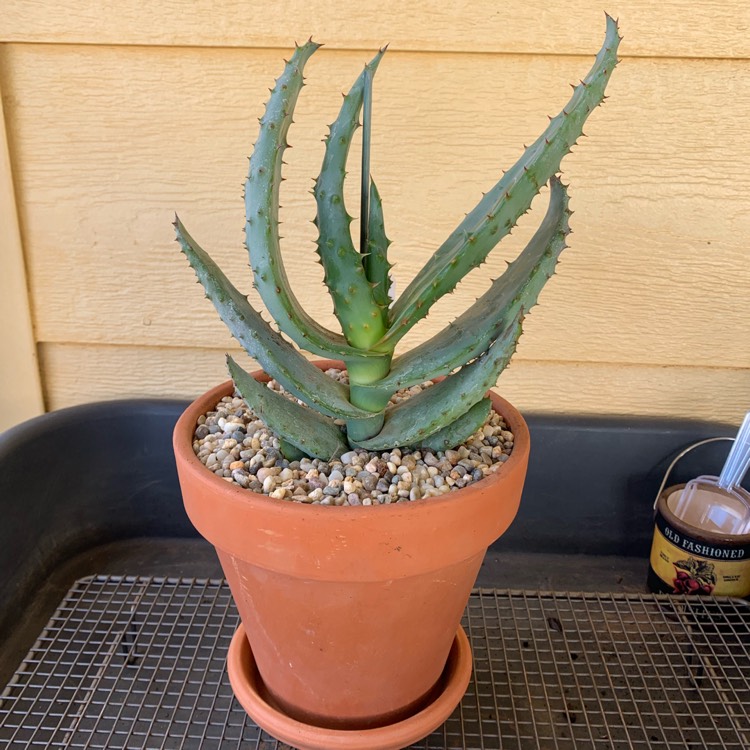Plant image Aloe ferox