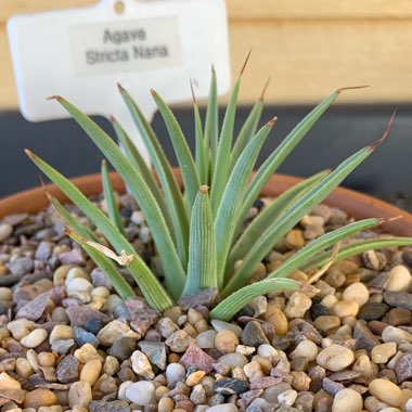 Agave Stricta Nana