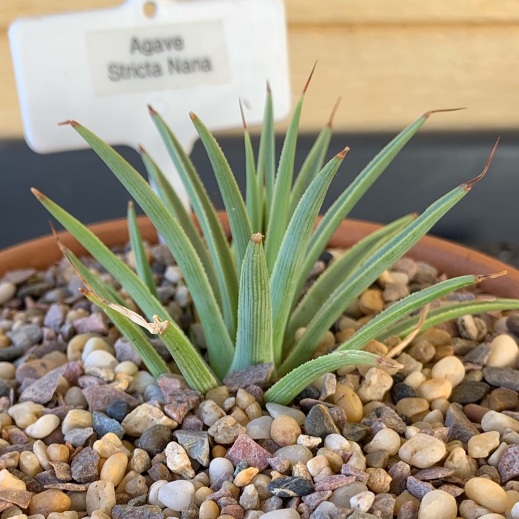 Plant image Agave Stricta Nana