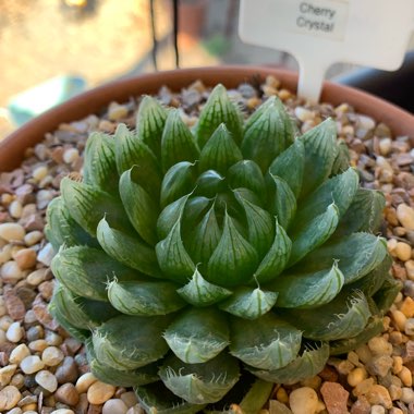 Haworthia Cherry Crystal