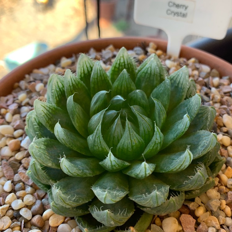 Plant image Haworthia Cherry Crystal