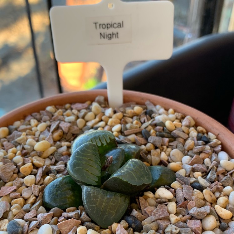 Plant image Haworthia Tropical Night