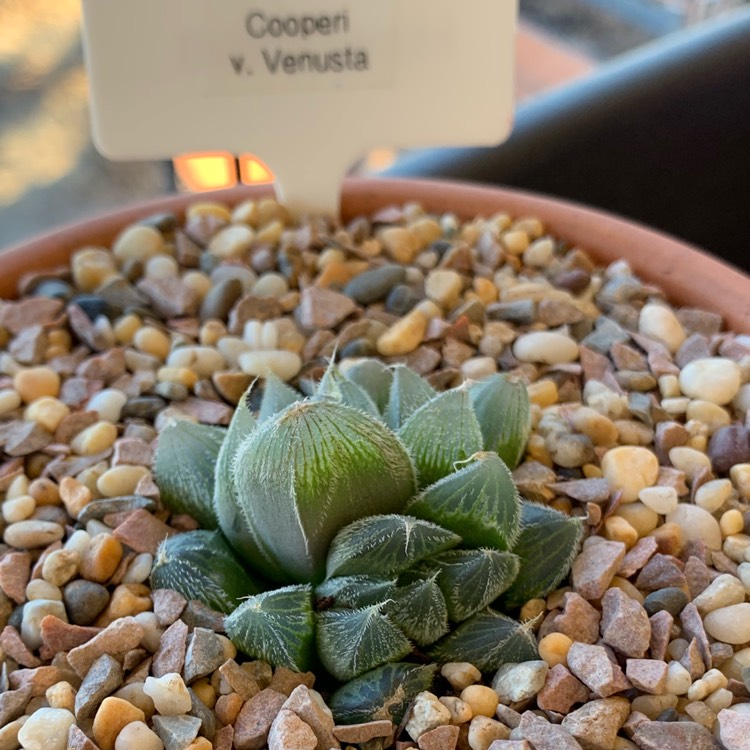 Plant image Haworthia Cooperi var. Venusta