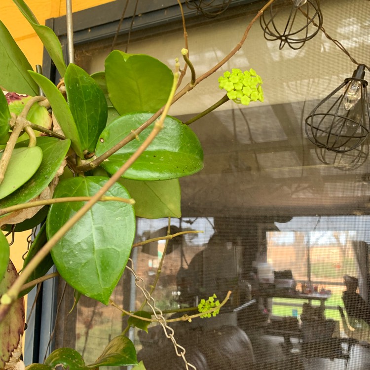 plant image 1179329