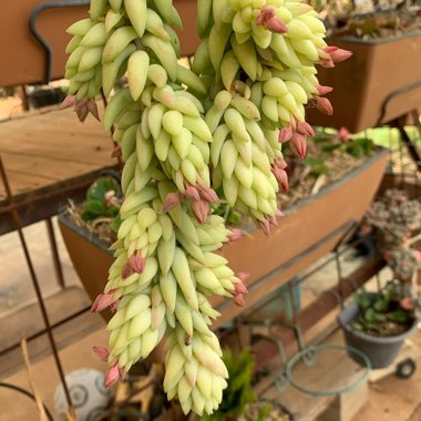Sedum Morganianum