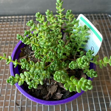 Sedum Album