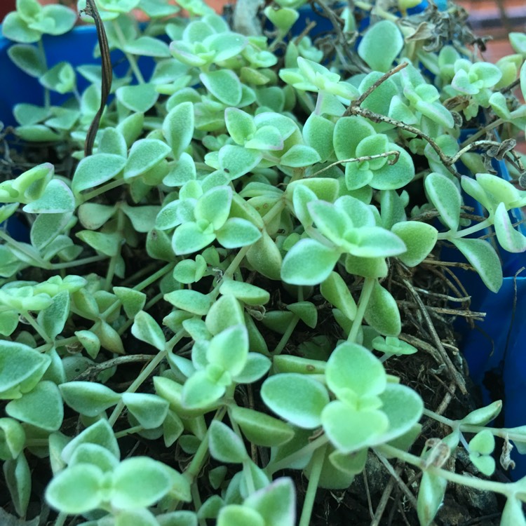 Plant image Sedum 'Sunsparkler Lime Twister'