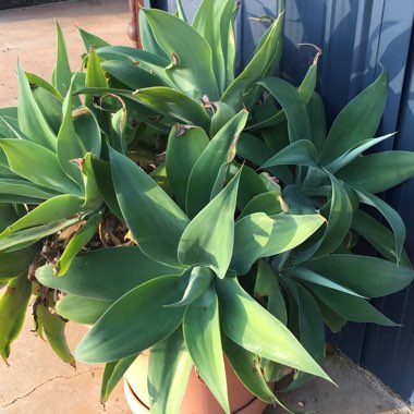 Agave attenuata