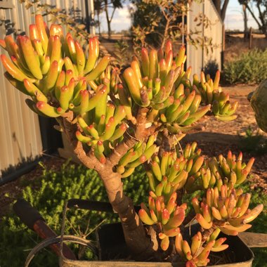 Crassula ovata 'Gollum'