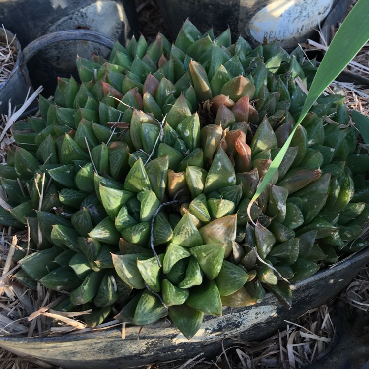 Plant image Haworthia magnifica var. Acuminata