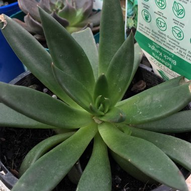 Echeveria Affinis sp.