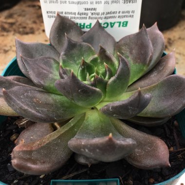Echeveria Black Prince