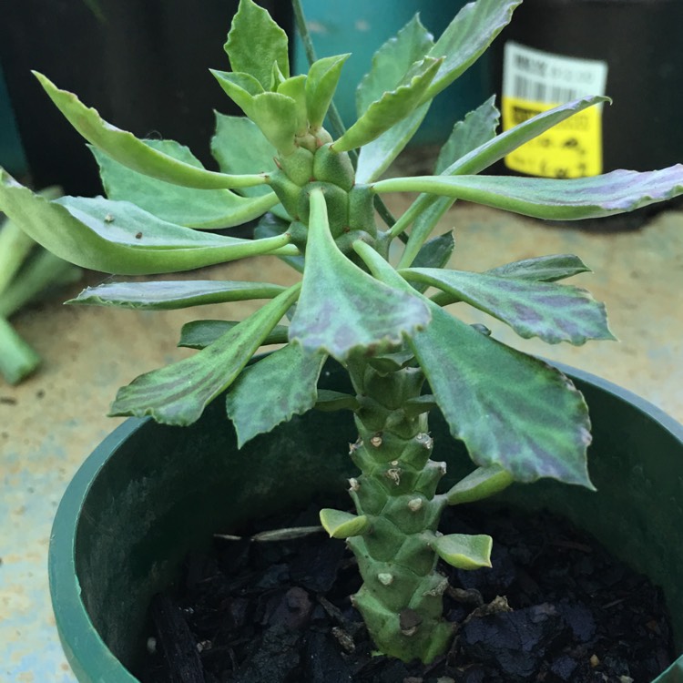 Plant image Euphorbia x japonica syn. Euphorbia cv. Cocklebur